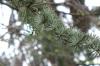 Cedrus atlantica